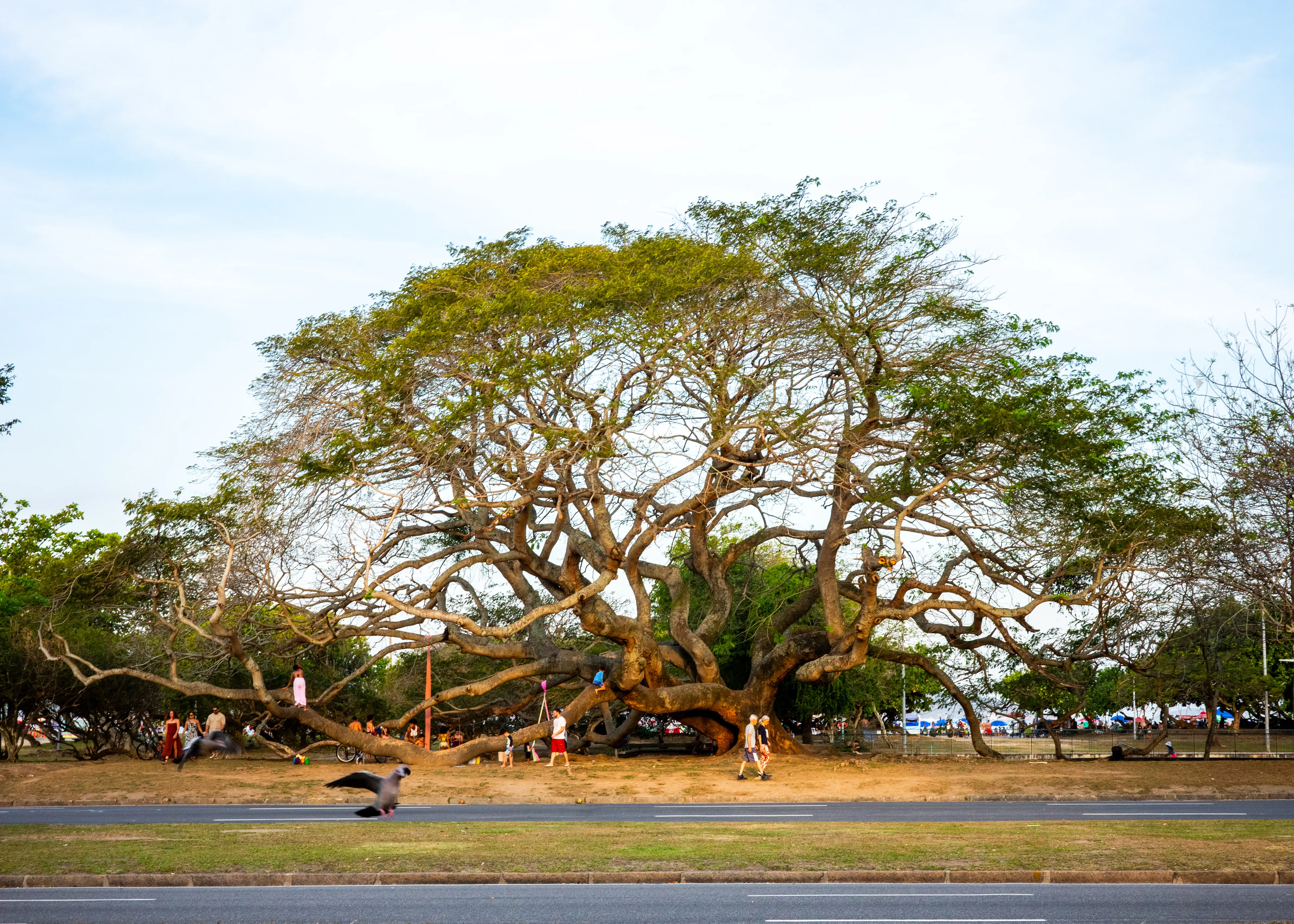 Large tree at Aterro do Flamengo park at dusk